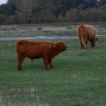 Calf in sea salt field marshes calling mum